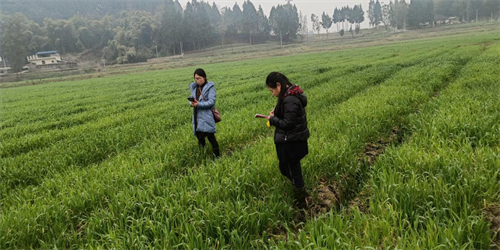 九三学社绵阳市委农业支社社员赴达州、巴中开展小麦生产调研1.png