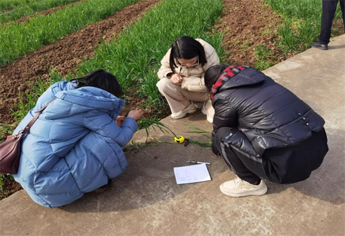 九三学社绵阳市委农业支社社员赴达州、巴中开展小麦生产调研2.png