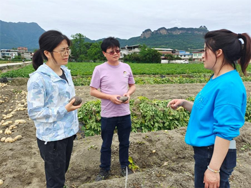 九三学社绵阳市委农业农村专委会赴江油调研马铃薯产业2.png
