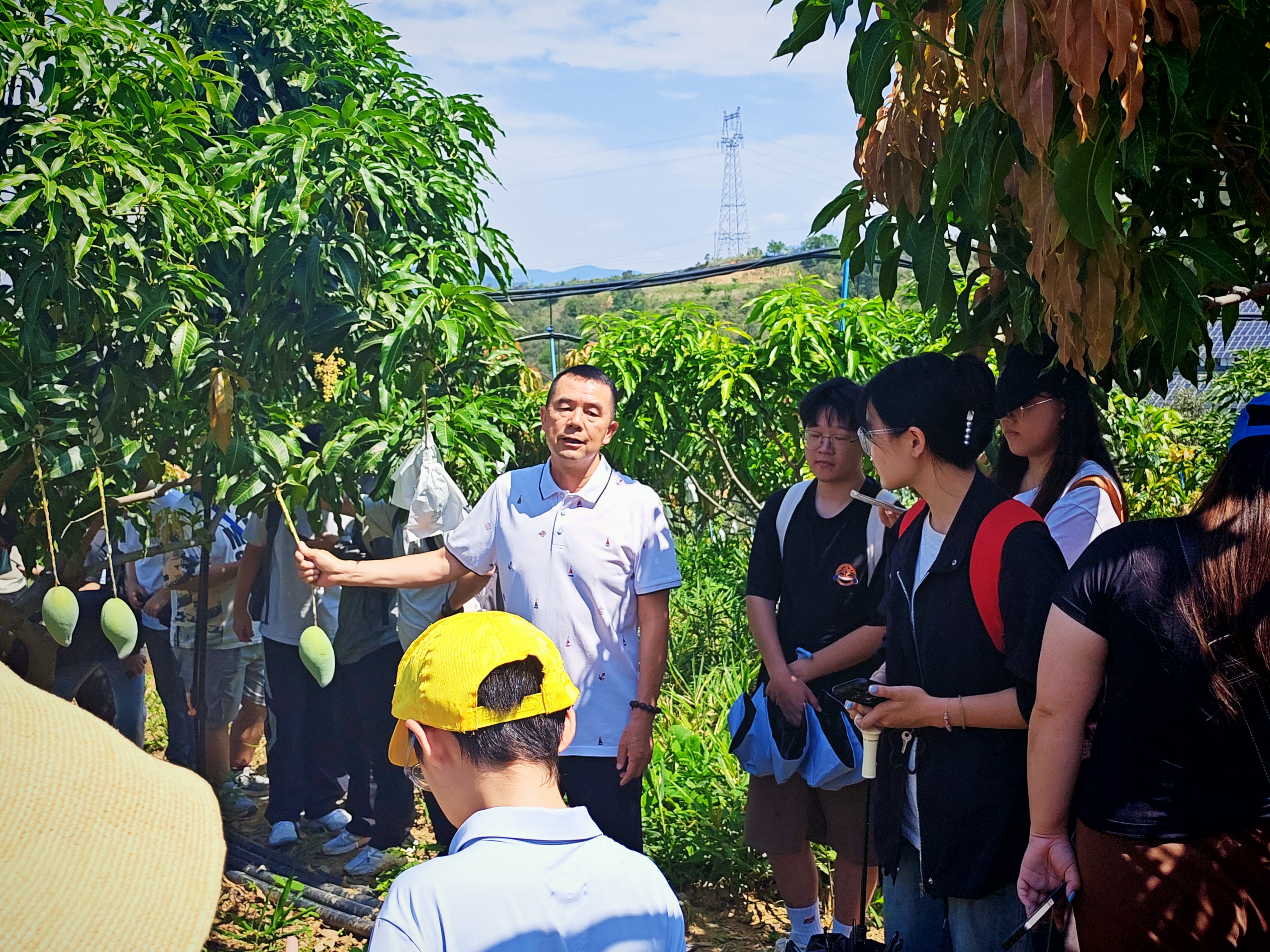 九三学社四川省委员会乡村振兴实践基地:以芒果为媒1.jpg 九三学社四川省委员会乡村振兴实践基地:以芒果为媒1.jpg